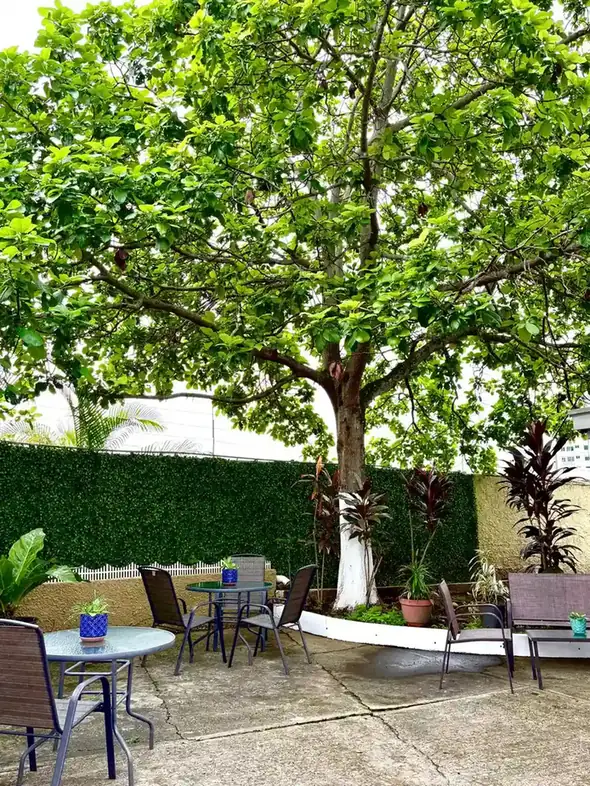 Patio con árbol y sombra natural